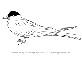 On the other hand, printable arctic coloring pages are a smart yet easy way to introduce arctic creatures to the kids. Learn How To Draw An Arctic Tern Seabirds Step By Step Drawing Tutorials