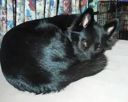 Black And White Collie Mix Romeo The Border Collie Mix Pit Dog Dog Breeds American Pitbull Terrier