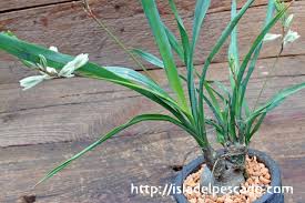Image result for Trachyandra saltii