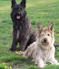 Paws 'n' pups has curated the most comprehensive list of berger picard breeders from around the world to help you find the puppy of your dreams! Berger Picard Dog Photo Picardy Sheepdog Dogs Herding Dogs Bored Dog