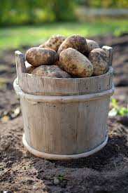 Vegetables For Winter Storage Harvest To Table Vegetables Veggie Garden Dutch Farms