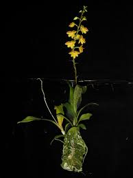 Image result for Polystachya