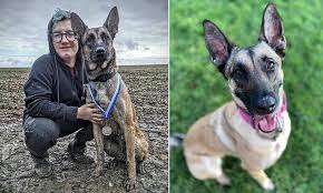 Belgian malinois window decal, belgian malinois car sticker, pet car decal. Dognappers Try To Steal Nellie The Five Stone Belgian Malinois Who Has Served In War Zones Daily Mail Online