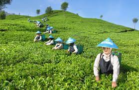 Dirangkum tribuntravel dari berbagai sumber, berikut 6 kegiatan seru di kebun teh gunung mas. Kebun Teh Gunung Mas