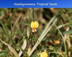 Image result for Aeschynomene sp. B