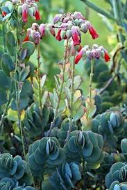 Image result for Crassulaceae