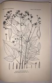 Image result for Bidens acuticaulis