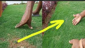 Read our tips of caring for your zoysia grass. How To Get Your Zoysia Grass Spreading Faster Garden Tips Youtube