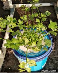 Tutorial atau cara menanam seledri atau sledri yang biasa di kenal dengan nama daun sop menggunakan sistem kapiler mirip seledri hidroponik dan dengan cara. Yuuk Menanam Seledri Di Rumah