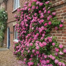 If so, don't plant a flowering vine over or on a doorway, arbor, mailbox. Zephirine Drouhin Rose This Is One Of The Best Climbing Plants That You Can Invest In It S Also Thornless Which I Climbing Flowers Climbing Roses Rose Seeds