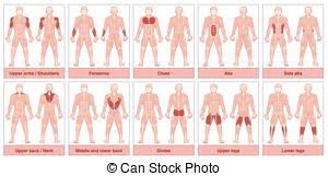 There are over 630 muscles in the human body; Muscle Groups German Names Chart Muscle Chart With German Names Male Body With The Largest Human Muscles Divided Into Ten Canstock