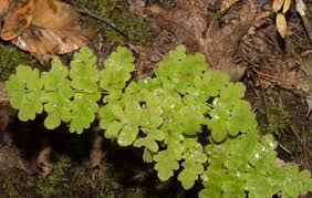 Image result for Histiopteris