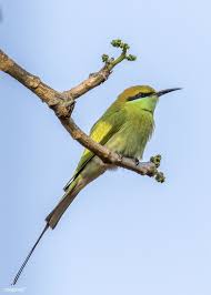 Bird Sitting On Branch Green Bee Eater Bird Sitting On A Branch Free Image By Rawpixel Com Birds Beautiful Images Nature Bee Eater