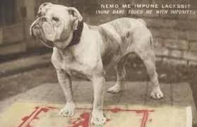 They have no legit registration and the breeds genes are extinct therefore the old english bulldog can not be re created tho people try. Bygones Bulldogs What Constitutes An Authentic Fit For Function In Standard English Bulldog