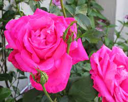 I Love Roses Rose Love Rose American Beauty
