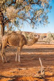 It is a must do if staying at ayers rock! Alice Springs To Uluru Northern Territory Road Trip Part 1 A Blissful Wanderer