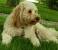 Black Puppy Tibetan Terrier