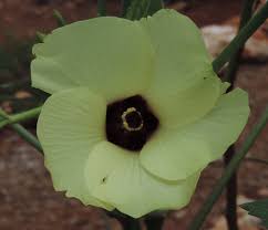 Image result for Abelmoschus esculentus