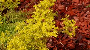 Maybe you would like to learn more about one of these? Natural Vs Colored Mulch Which Do People Prefer