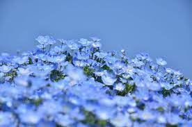 Voir plus d'idées sur le thème fleurs bleues, fleurs, planter des fleurs. Au Japon 5 Millions De Fleurs Bleues Offrent Un Paysage Feerique Paris Secret