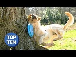 How long does it take to make a pet blanket? 50 Funniest Animal Fails Of All Time Daily Dose Of Reddit Hilarious Pet Fails Youtube Funny Animal Fails Animal Fails Funny Animals