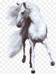 Maybe you would like to learn more about one of these? White Horse Png Images Pngegg