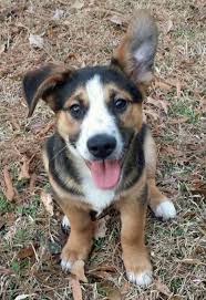 All rip posts must be approved by the moderators before they will appear in /r/dogs. Gus The Mixed Breed Mixed Breed Dogs Mixed Breed Puppies Puppy Breeds