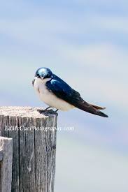 Small Black Bird With White Stripes On Wings Tree Swallow Bird Pictures Bird Photo Bird Photography
