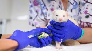 Exotics: Small Mammal | Veterinary Hospital