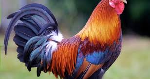 Crickets have long antennae that can sometimes be longer than their bodies. 3 Reasons Your Flock Needs A Rooster And 3 Reasons It Doesn T Off The Grid News