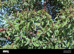 Image result for Lindackeria fragrans