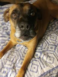 Maybe you would like to learn more about one of these? Marms My Great Dane Boxer Mix The Day We Got Him When He Saw Us Walking Up To The Kennel With The Leash He Jumped So High He Hit His Head Dog