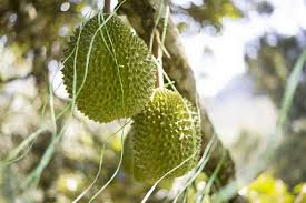 Of raub, located in the state of pahang. This Is The Briefest Durian Season Ever In Malaysia