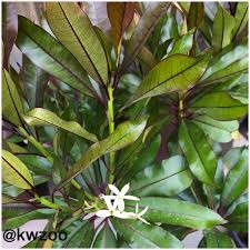 Cerbera Odollam Rubra Kuwaitzoo Plumeria Plant Leaves Frangipani