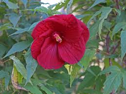 Image result for Hibiscus mechowii