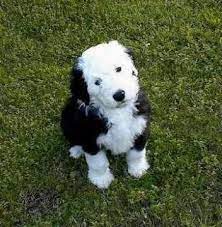 Old English Sheepdog Sheep Dog Puppy Old English Sheepdog Puppy English Sheepdog Puppy