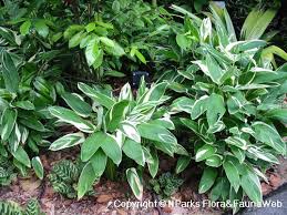 Image result for Maranta arundinacea