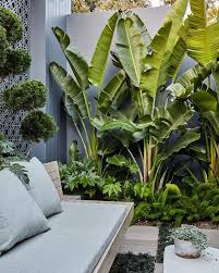 Image result for Strelitzia nicolai