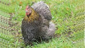 Cochin Chicken Breed Everything You Need To Know