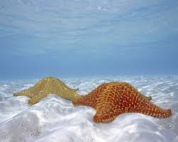Ocean Floor Animals Starfish On The Ocean Floor Animals Fish Hd Desktop Wallpaper Underwater Wallpaper Underwater Animals Animals