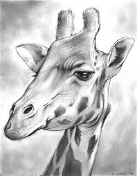 Follow step by step our easy indications below ! Sketching Giraffe Face Drawing