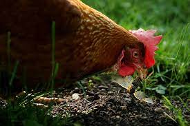 Paradise grills is proud to offer the world's strongest built. Don T Kiss Or Snuggle Chickens Cdc Warns After Salmonella Outbreak