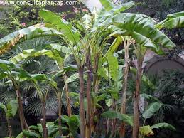 Image result for Musa paradisiaca
