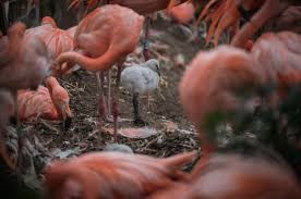 Customize your avatar with the flamingo merch and millions of other items. Chester Zoo Is Tickled Pink By 21 Flamingo Chicks Zooborns