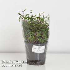 Image result for Senecio purpureus