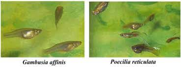 Perawatan ikan guppy jenis bottom sword #guppy #perawatanguppy cara budidaya ikan ikan guppy merupakan jenis ikan hias air tawar. Ikan Longkang Mosqitofish Gambusia Cikgu Aqua Eshop Facebook