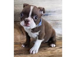 Boston Terrier Breed Information | Owner'S Guide | Tips | Facts