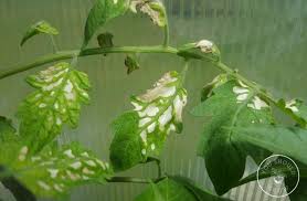 Jul 29, 2021 · leaf problems due to tomato plant diseases tobacco mosaic virus. Tomato Leaf Problems A Visual Guide Tomatoes Plants Problems Growing Tomato Plants Tomato Plant Diseases