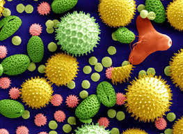 pollen ile ilgili görsel sonucu