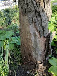 We did not find results for: My Weeping Willows Bark Is Falling Off Around Trunk 397405 Ask Extension